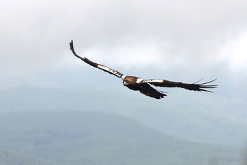 Spanish Imperial Eagle adult male flying in a Mediterranean forest on a cloudy day