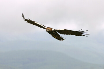 Spanish Imperial Eagle adult male flying in a Mediterranean forest on a cloudy day