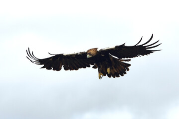 Spanish Imperial Eagle adult male flying in a Mediterranean forest on a cloudy day