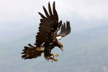Spanish Imperial Eagle adult male flying on a cloudy day with a lot of wind