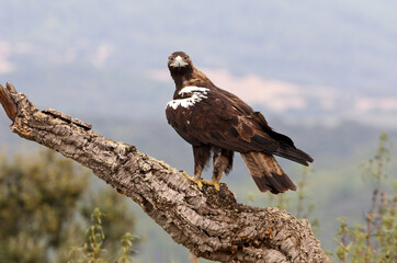 Spanish Imperial Eagle adult male in a mediterranean forest on a windy day
