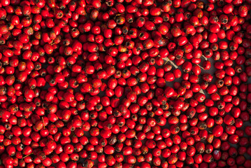 Lots of hawthorn close up. Red hawthorn texture. The berries are dried in a heap.