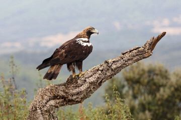 Spanish Imperial Eagle in his usual ataya with the morning lights in a Mediterranean pine and oak forest