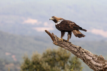 Spanish Imperial Eagle in his usual ataya with the morning lights in a Mediterranean pine and oak forest