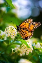 Mariposa monarca blanca, amarilla y negra en la flor blanca en el día de primavera