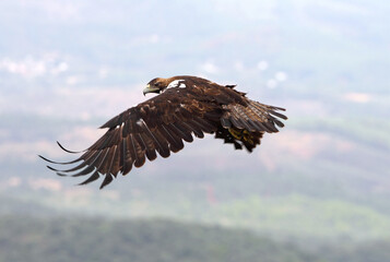 Spanish Imperial Eagle adult male fying with the morning lights on a windy day in a Mediterranean forest in central Spain