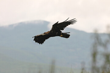 Spanish Imperial Eagle adult female on a windy and cloudy day in a Mediterranean forest