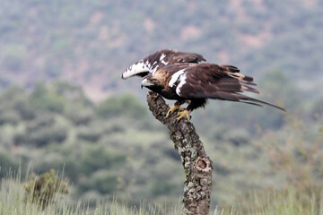 Spanish Imperial Eagle adult male in a Mediterranean forest on a cloudy day