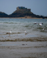 seagull on the beach