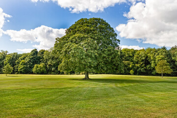 Tree in the park