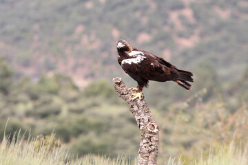 Spanish Imperial Eagle adult male in a Mediterranean forest on a cloudy day
