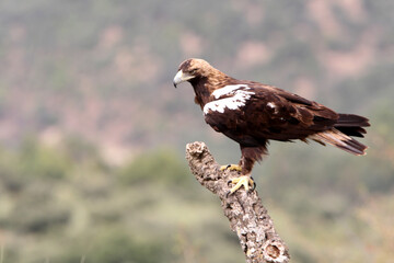 Spanish Imperial Eagle adult male in a Mediterranean forest on a cloudy day