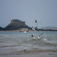 seagull on the beach