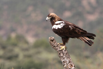 Spanish Imperial Eagle adult male in a Mediterranean forest on a cloudy day