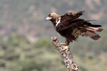 Spanish Imperial Eagle adult male in a Mediterranean forest on a cloudy day