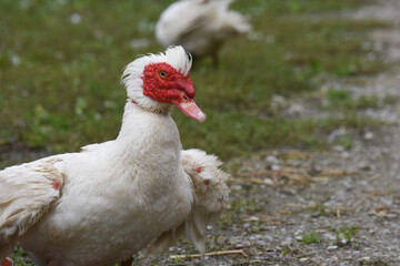 oca gallina animale gallo pollo 
