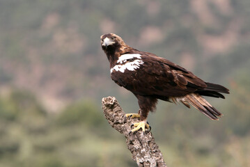 Spanish Imperial Eagle adult male in a Mediterranean forest on a cloudy day