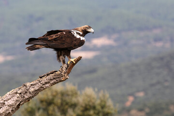Spanish Imperial Eagle adult male in a mediterranean forest on a windy day