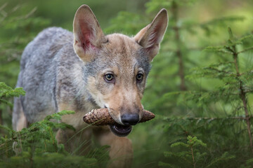 Ein junger Wolf läuft durch den Wald