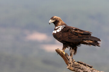 Spanish Imperial Eagle adult male in a Mediterranean forest on a cloudy day