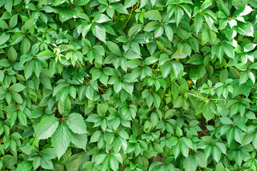 Fototapeta na wymiar Green leaves. Wall of green leaves.