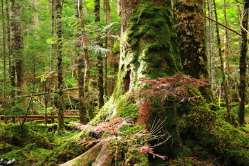 初秋の北八ヶ岳　白駒池の苔の森　