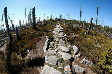 The hiking trail made of stones at Šumava national park in Czech Republic. The forest is damaged by the hurricane and left to revitalize naturally. 