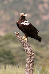 Spanish Imperial Eagle adult male in a Mediterranean forest on a cloudy day