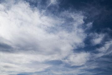 Flies at lake Myvatn, Iceland, Europe
