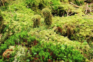 初秋の北八ヶ岳　『にゅう』から中山への縦走路の苔の森
