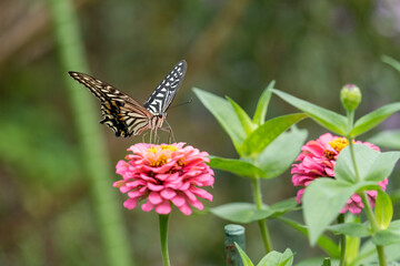 横浜田園地域の秋の風景