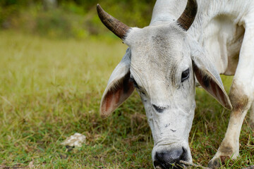 closeup of a white cow. life on a countryside 
