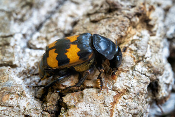 Nahaufnahme eines Totengräbers (Nicrophorus investigator) auf einem Baumstamm