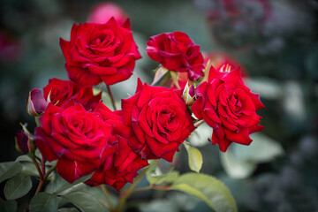 Bouquet of red roses on a natural background