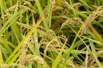 横浜田園地域の秋の実り
