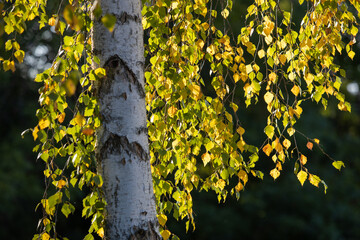 Baum Herbst Sonnenuntergang Bunt