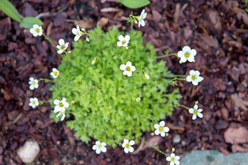 White saxifrage blooms in the garden. Growing ground cover plants