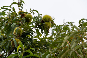 横浜田園地域の秋の実り