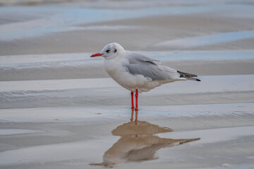 Möwe am Strand
