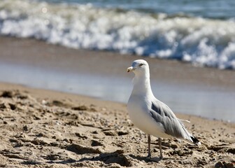 seagull on the beach