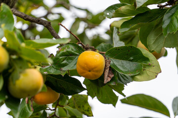 横浜田園地域の秋の実り