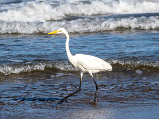 千里浜なぎさドライブウェイの波打ち際で餌を探す鷺