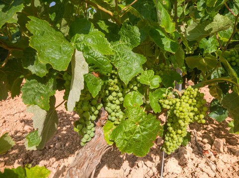 Vineyard with still green grapes of the Bobal variety growing in the month of June in the area of La Manchuela, Fuentealbilla (Spain)