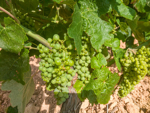 Vineyard with still green grapes of the Bobal variety growing in the month of June in the area of La Manchuela, Fuentealbilla (Spain)