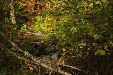 Stream in the autumn forest.