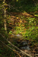 Stream in the autumn forest.