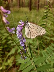 butterfly on flower