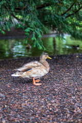 Duck stand on the ground next to a lake and green tree int the park