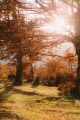 Obraz premium beautiful autumn forest scenery. Sunset golden leaves landscape in october