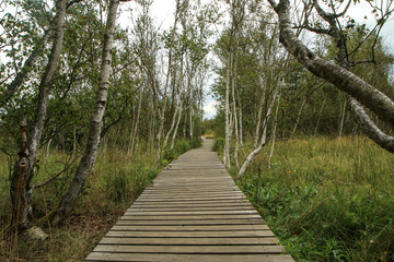 The picture from the national protected area in Czech Republic called SOOS. The former peat mining...